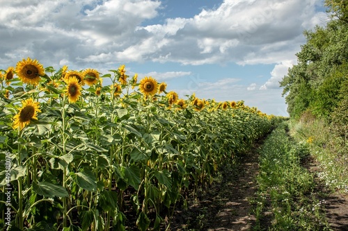 sunflowers, field with sunflowers in summer, yellow fields with sunflowers, sunflowers against the blue sky