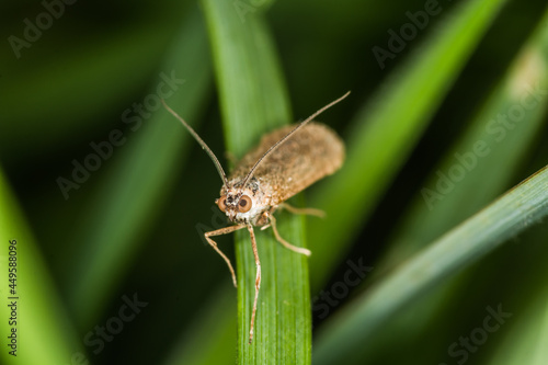 Obraz na płótnie Rush veneer (Nomophila noctuella) w salonie