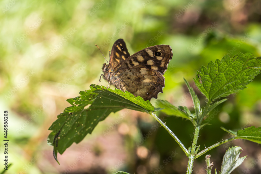 Speckled wood butterfly (Pararge aegeria)