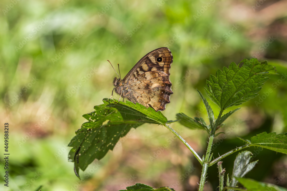 Speckled wood butterfly (Pararge aegeria)