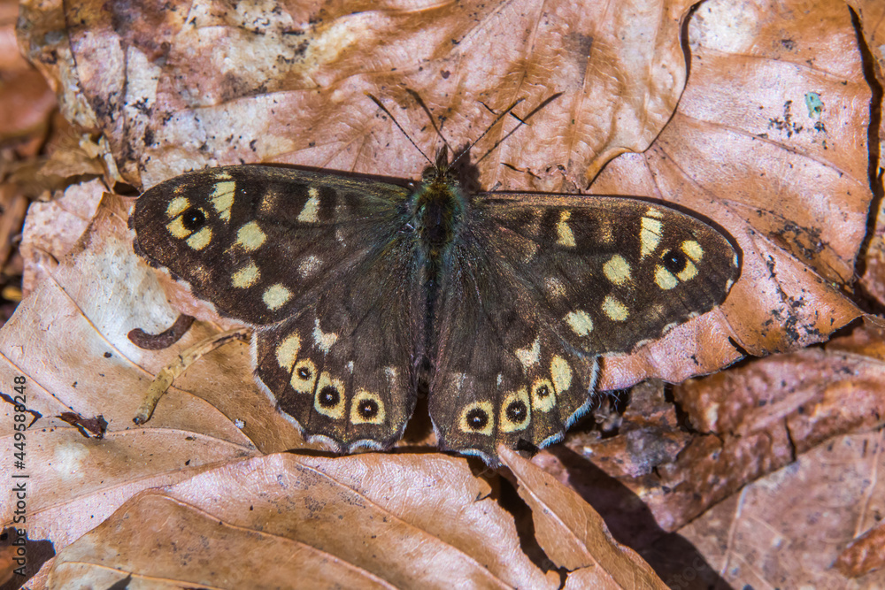 Speckled wood butterfly (Pararge aegeria)