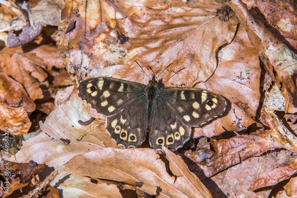 Speckled wood butterfly (Pararge aegeria)