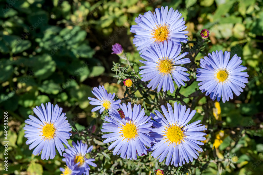 European Michaelmas-daisy (Aster amellus) in garden European Michaelmas-daisy (Aster amellus) in garden