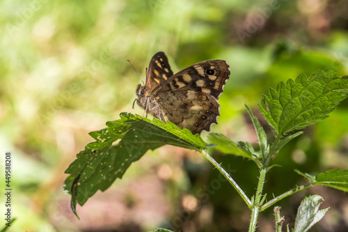 Obraz na płótnie Speckled wood butterfly (Pararge aegeria) w salonie