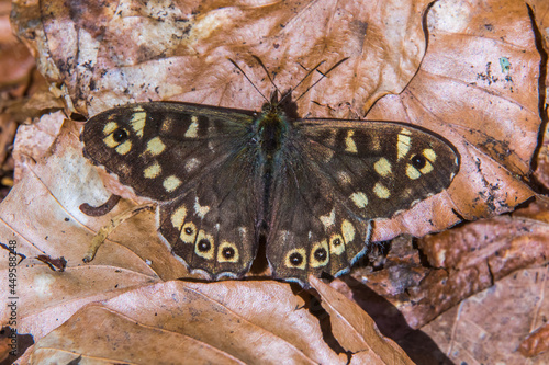 Obraz na płótnie Speckled wood butterfly (Pararge aegeria) w salonie