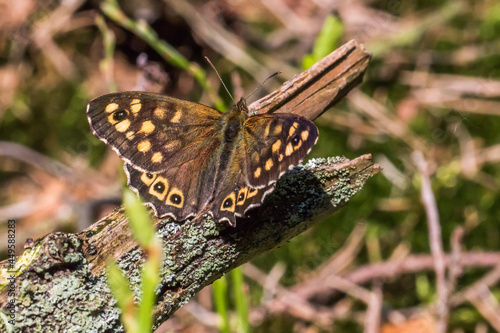 Speckled wood butterfly (Pararge aegeria)