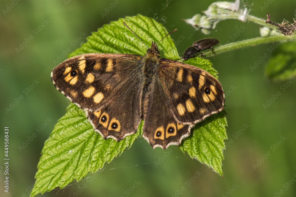 Speckled wood butterfly (Pararge aegeria)