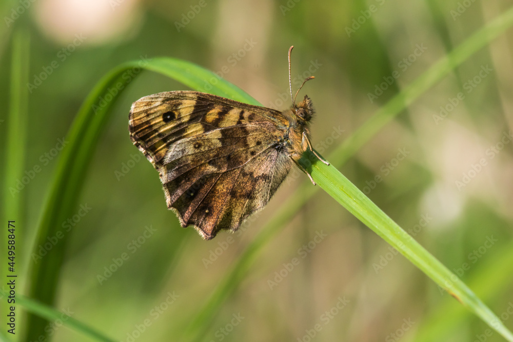 Speckled wood butterfly (Pararge aegeria)