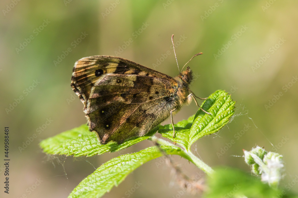 Speckled wood butterfly (Pararge aegeria)