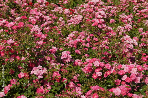 field of pink flowers © irbismarengo