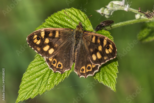 Obraz na płótnie Speckled wood butterfly (Pararge aegeria) w salonie
