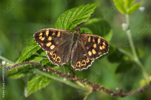 Speckled wood butterfly (Pararge aegeria) © Rosemarie Kappler