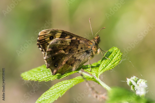 Obraz na płótnie Speckled wood butterfly (Pararge aegeria) w salonie