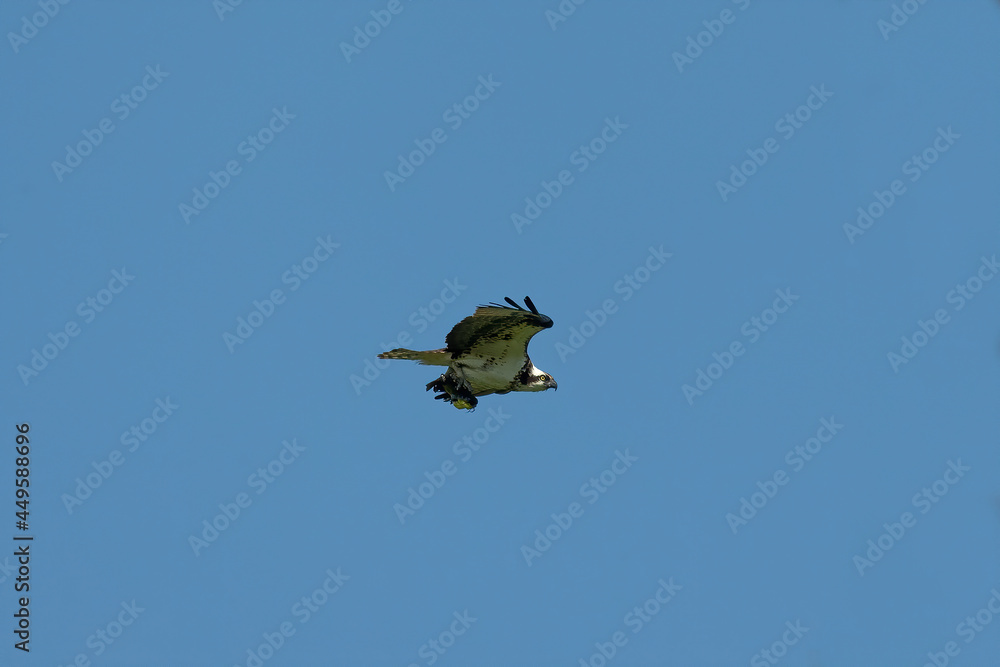 The western osprey. Females bringing caught fish to the nest for young . The western osprey. Females bringing caught fish to the nest for young .