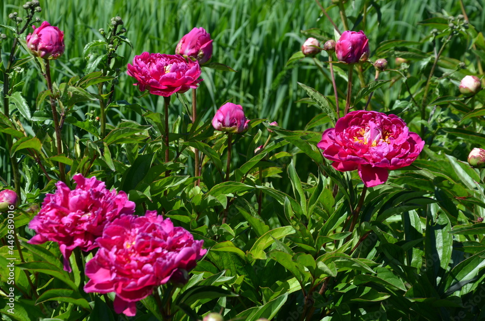 dark pink peonies on a green background dark pink peonies on a green background
