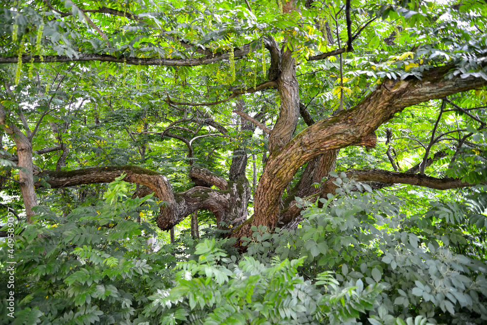 Fototapeta premium Lapina ash with green nozzles (Pterocarya fraxinifolia). Old age tree