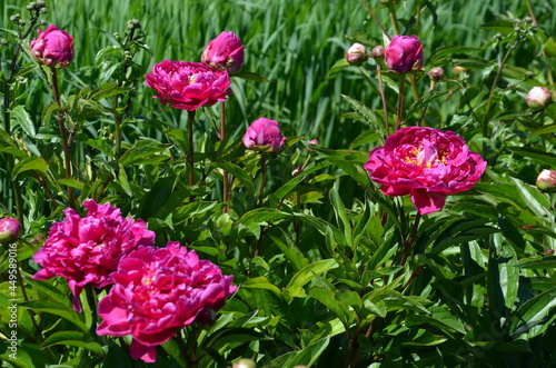 dark pink peonies on a green background