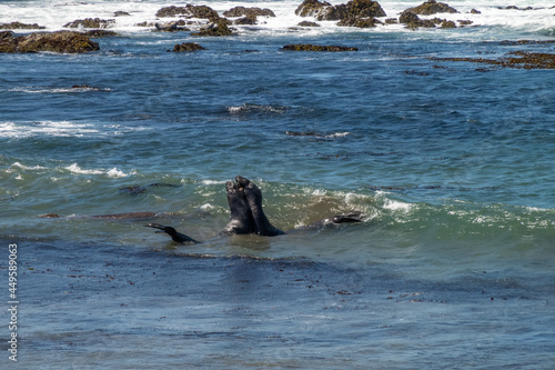 Two young elephant seals spar in the waves along California s central coast near San Simeon 