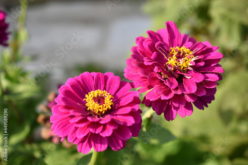 Zinnia lat. z  nnia is a genus of annual and perennial grasses and semi-shrubs of the Asteraceae family
