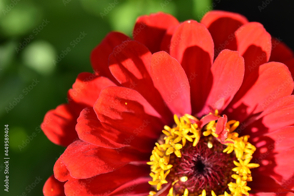 Zinnia lat. zínnia is a genus of annual and perennial grasses and semi-shrubs of the Asteraceae family Zinnia lat. zínnia is a genus of annual and perennial grasses and semi-shrubs of the Asteraceae family