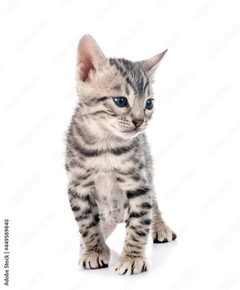 Obraz premium bengal kitten in studio
