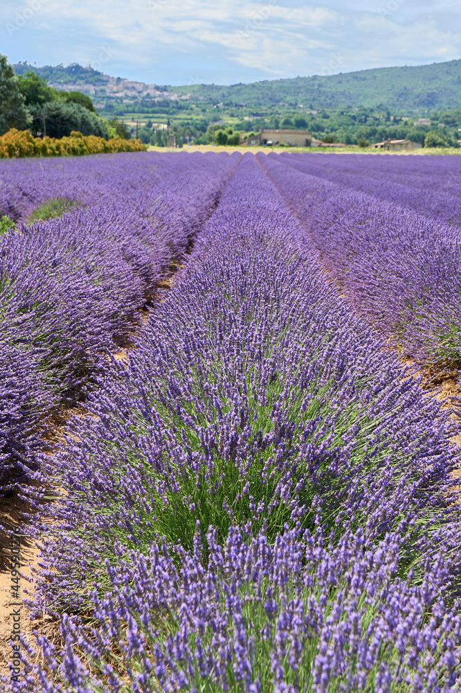 LAVENDER FIELD IN PROVENCE
