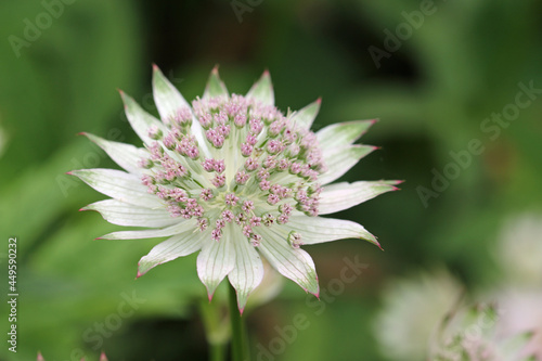 Pale pink and green masterwort flower in close up