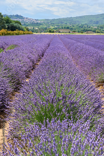 LAVENDER FIELD IN PROVENCE