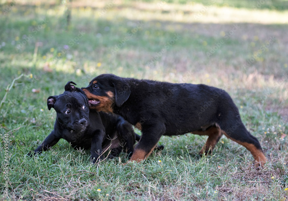 puppies staffordshire bull terrier and rottweiler