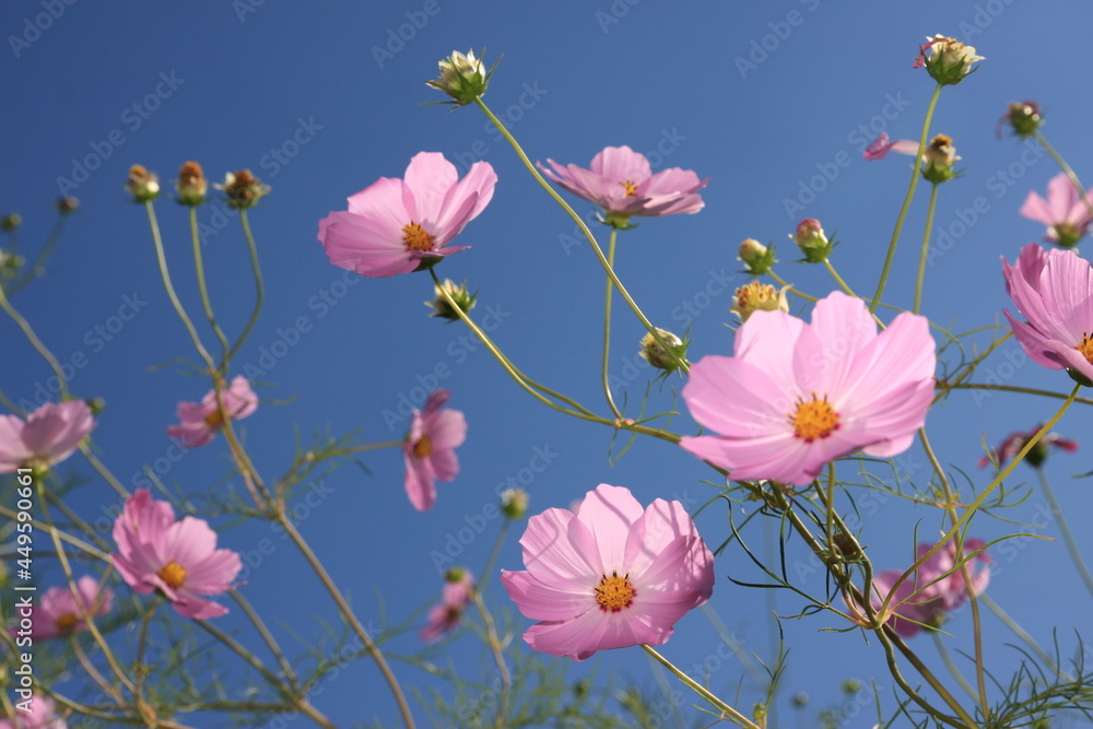Pink cosmos and the blue sky