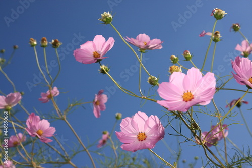 Pink cosmos and the blue sky © Rachel