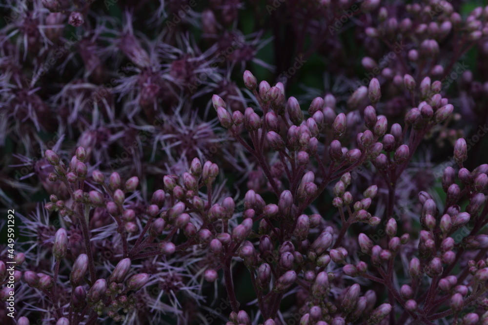 Eupatorium flowers closeup starts blooming, floral background pink bonesets buds and flowers.