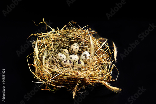 quail eggs in a nest made of hay on a black background