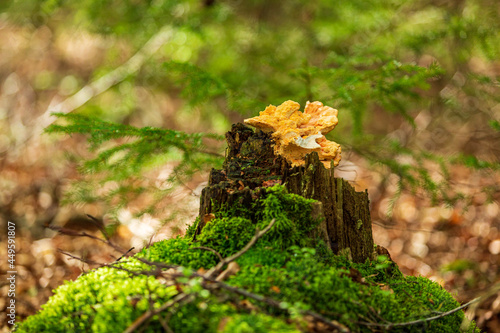 Fungi grow on a rotten stump