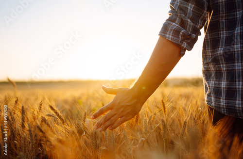 Young farmer walks through the barley field and strokes with arm golden ears of crop at sunset. Agricultural business concept. 