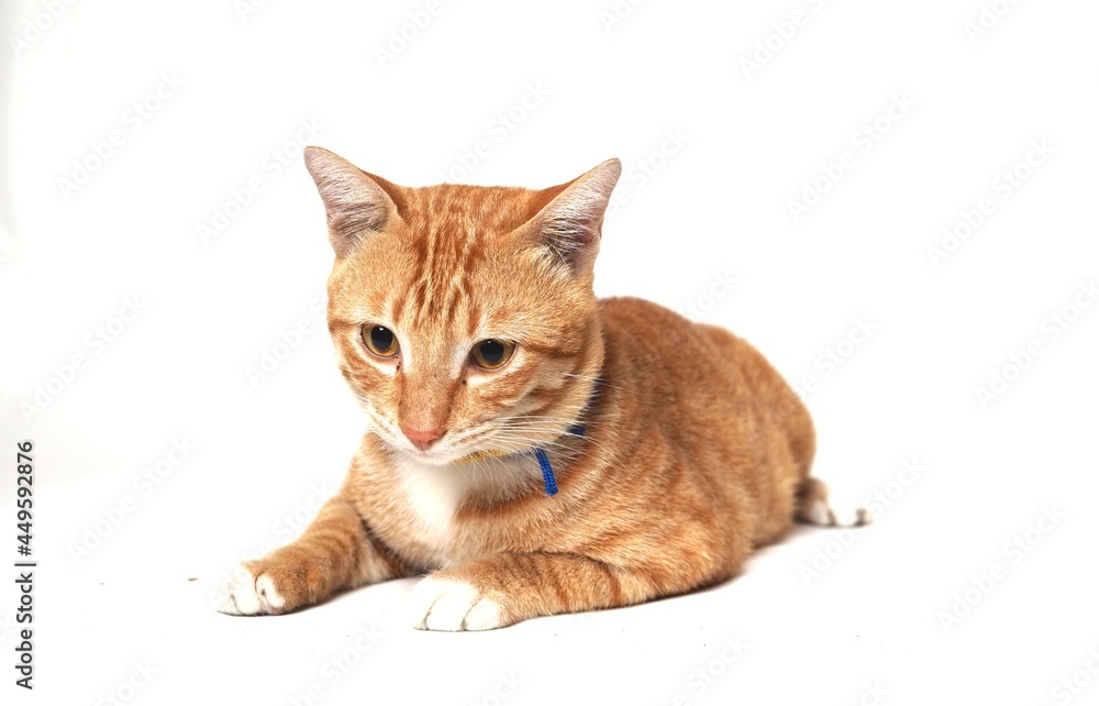 bekasi, west java - indonesia / may 24th 2020 : an orange stray cat sit at the white studio background curious about something bekasi, west java - indonesia / may 24th 2020 : an orange stray cat sit at the white studio background curious about something