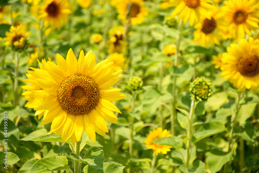 bright yellow sunflowers in Michigan sunflower field bright yellow sunflowers in Michigan sunflower field
