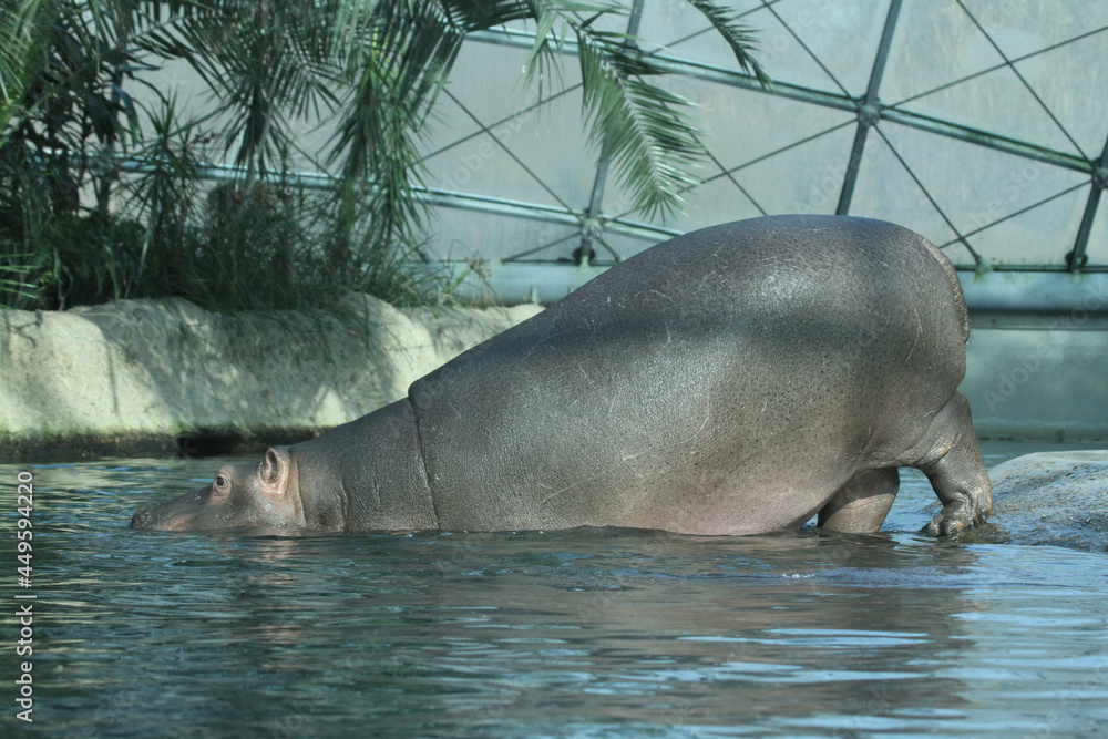 Fototapeta premium Flußpferd im Wasser