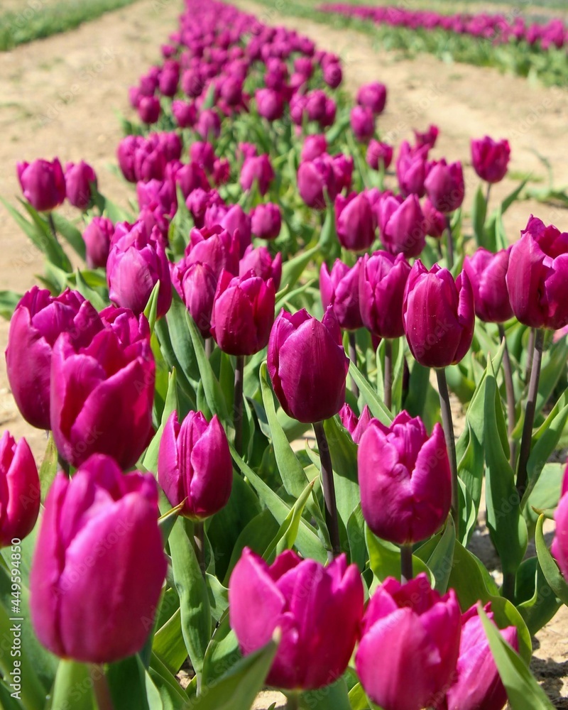 field of tulips in a garden