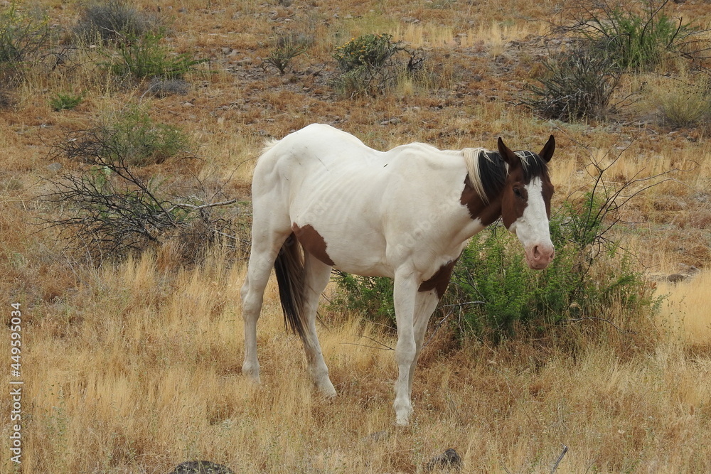 A wild horse roaming the Sonoran Desert off highway 188 in the Tonto National Forest, Arizona. A wild horse roaming the Sonoran Desert off highway 188 in the Tonto National Forest, Arizona.