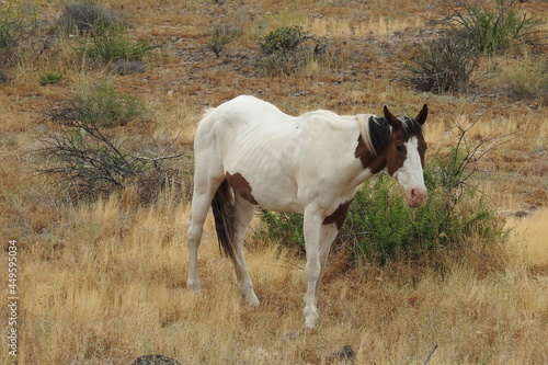 A wild horse roaming the Sonoran Desert off highway 188 in the Tonto National Forest, Arizona. © Scenic Corner