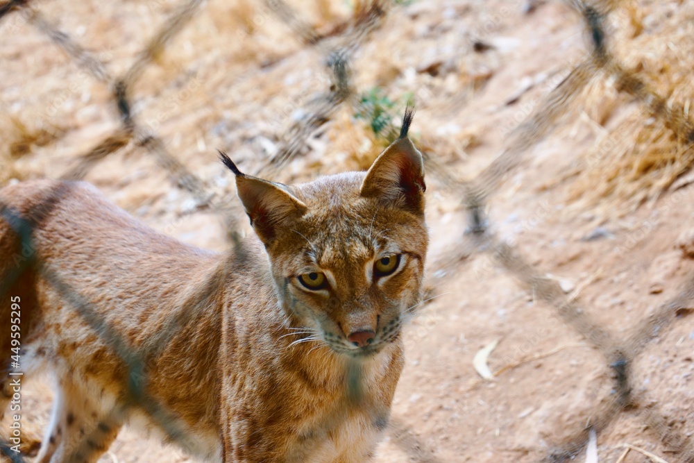 Obraz premium iberian lynx