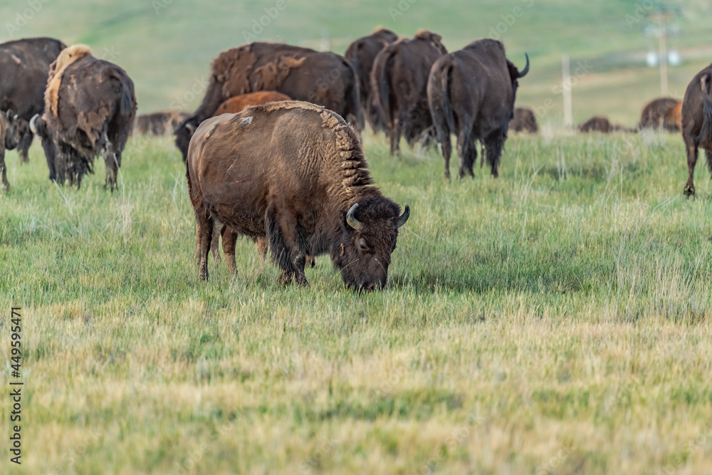 Close up of Buffalo in Wyoming