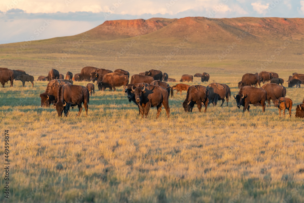 Buffalo on the range