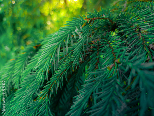 christmas tree branches