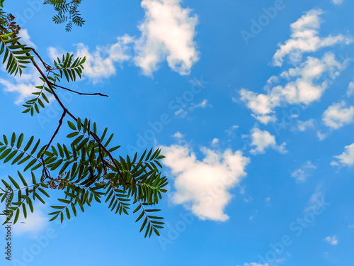 branches of a tree against blue sky