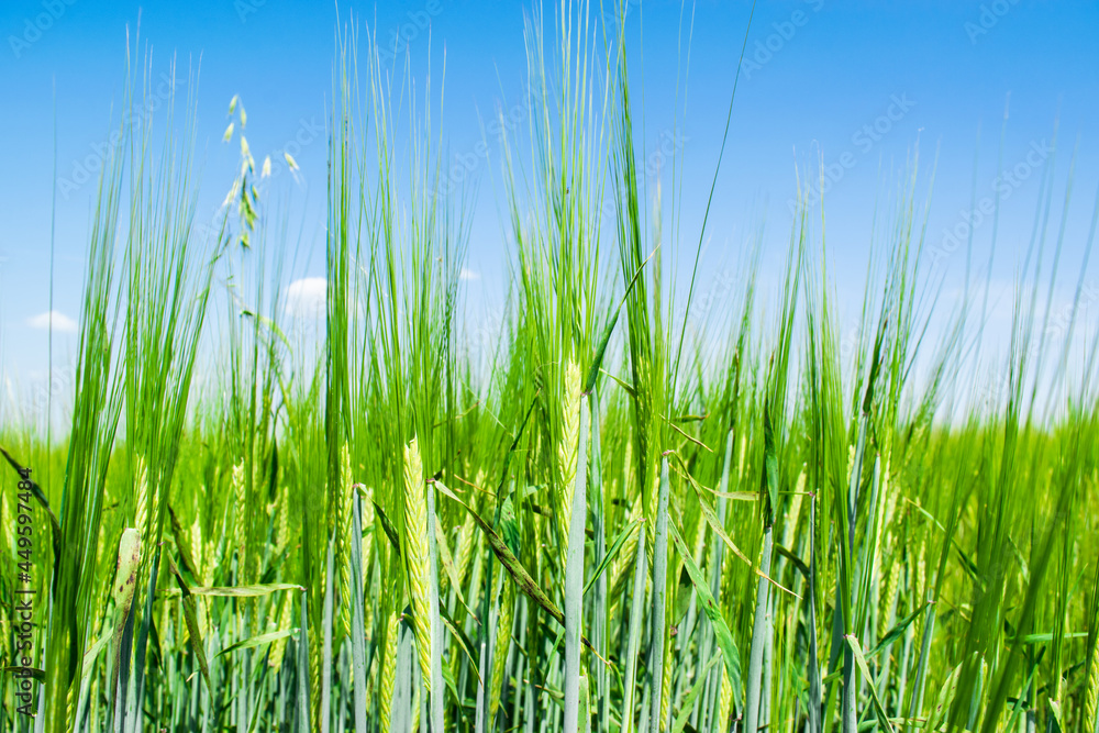 Sunlit green rye close-up sprouts in field on blue sky background. Concept of agriculture, productivity.