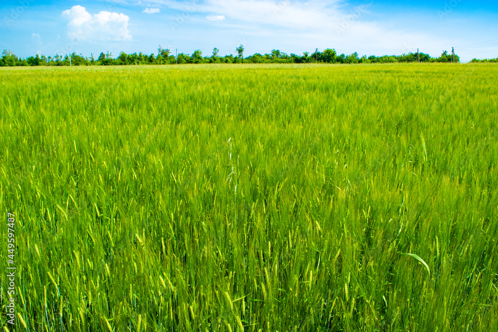 Green rye field on blue sky background at a sunny day. Rural landscape. Concept of agriculture, productivity. Green rye field on blue sky background at a sunny day. Rural landscape. Concept of agriculture, productivity.