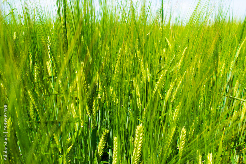 Sunlit green rye close-up sprouts in field on blue sky background. Concept of agriculture, productivity. Sunlit green rye close-up sprouts in field on blue sky background. Concept of agriculture, productivity.