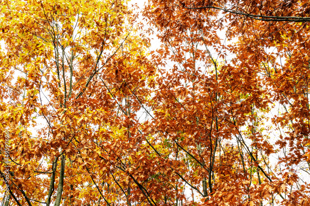 View of the autumn Park